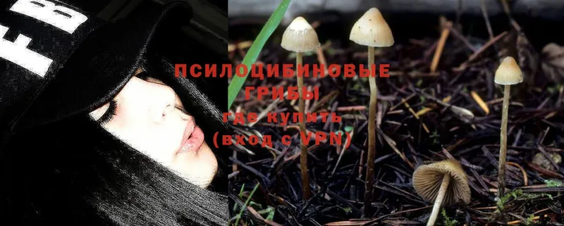 продажа наркотиков  Почеп  гидра tor  Псилоцибиновые грибы Magic Shrooms 